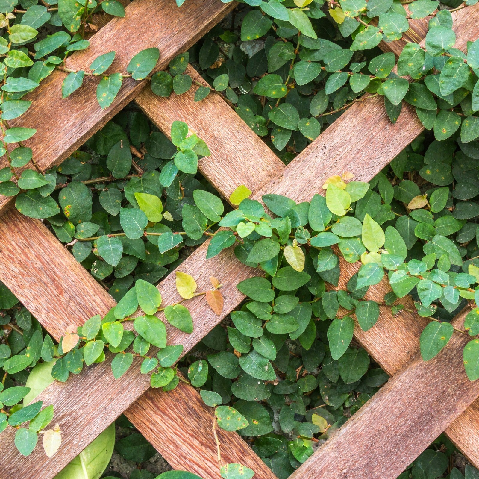 Expanding Natural Wooden Trellis Plants Climbing Panel 180X30 CM